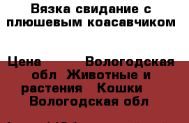 Вязка свидание с плюшевым коасавчиком › Цена ­ 800 - Вологодская обл. Животные и растения » Кошки   . Вологодская обл.